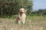 BERGER AUSTRALIEN PUPPIES 269